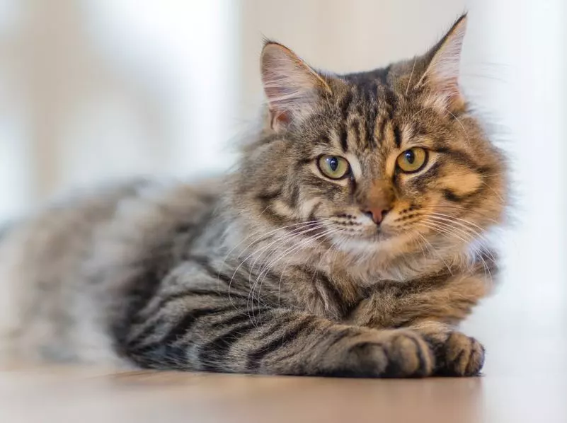 Percaya Gak Percaya, Ini Dia 7 Mitos Kucing Yang Dipercaya Dari Dulu