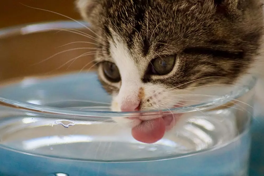 Kucing Minum Air Cara Mengatasi Kucing Lemas dan Tidur Terus