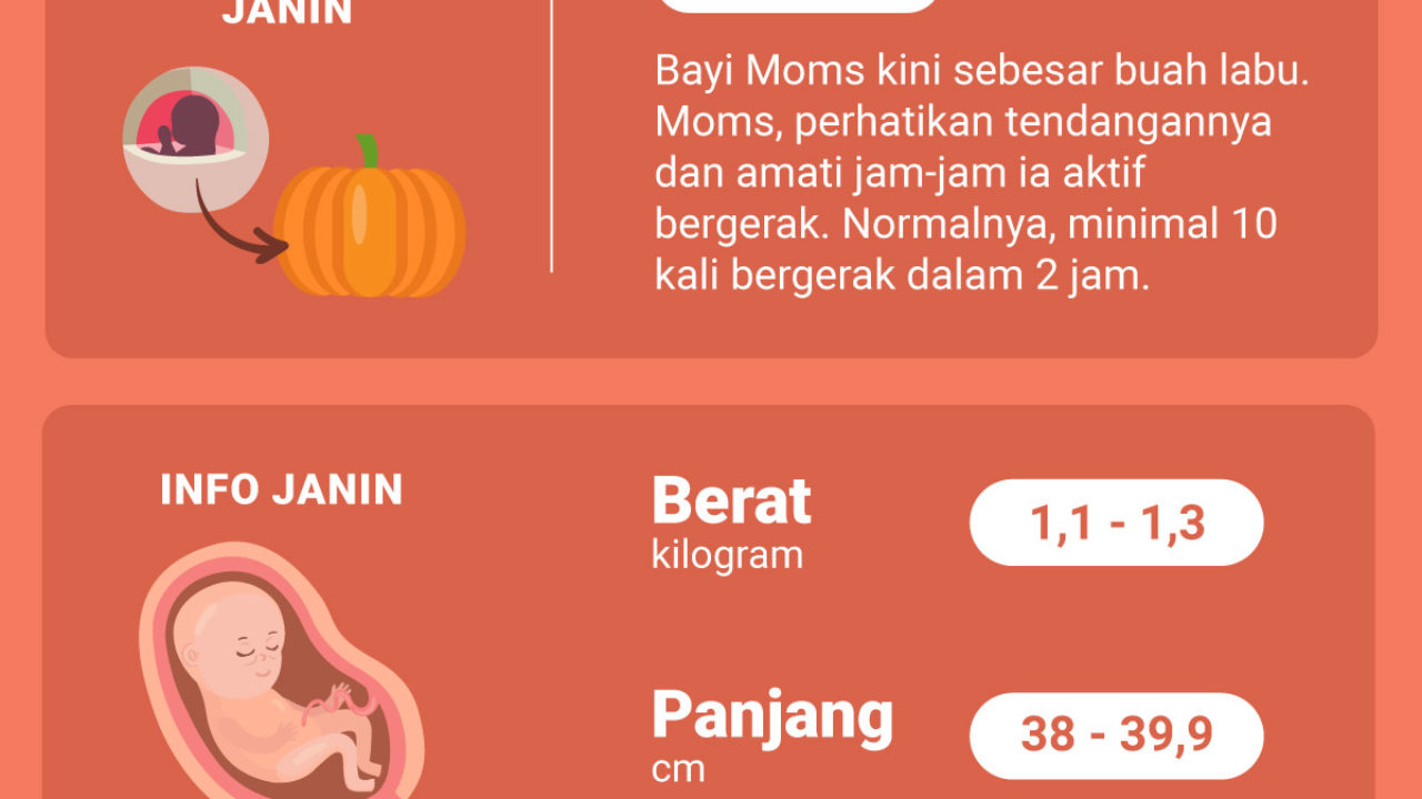 Seperti Apa Perkembangan Si Kecil Selama Masa Hamil 29 Minggu Inspirasi Shopee
