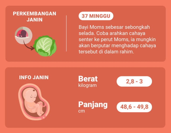 Ketahui Perkembangan Janin Dan Prediksi Posisi Bayi Saat Lahir Di ...