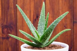 aloe vera lidah buaya