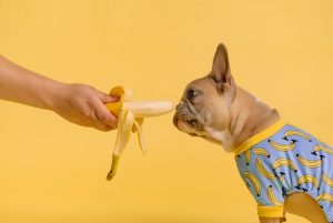 makanan anjing