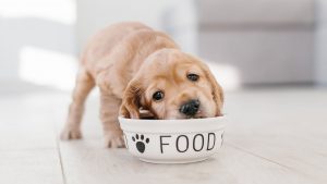 online pet store