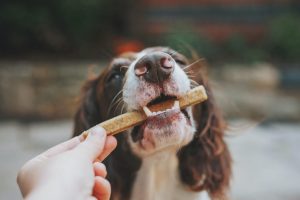makanan anjing