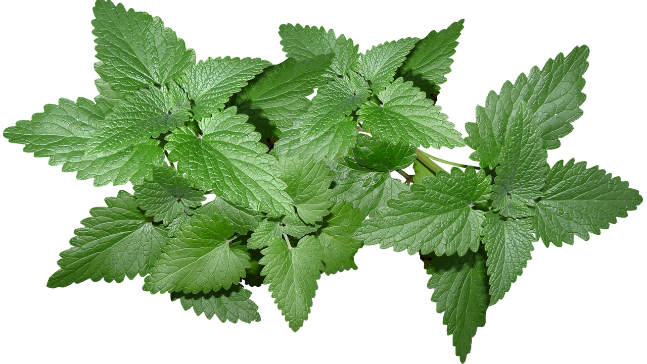 Manfaat daun mint untuk kesehatan