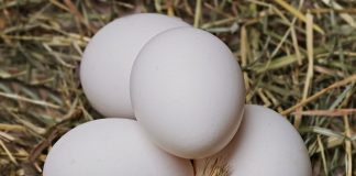 manfaat telur