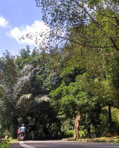 kebun raya bogor