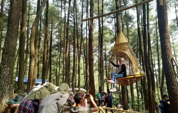 Hutan Pinus Gunung Pancar Wisata Alam Bogor