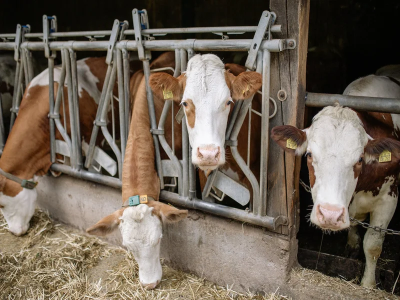 tata cara penyembelihan hewan qurban