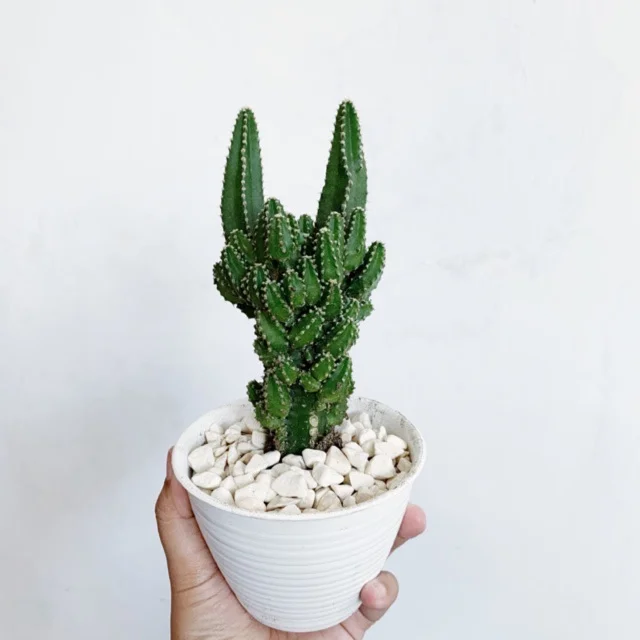 jenis kaktus mini candi