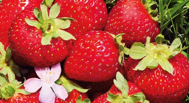 Strawberry Buah yang bisa menghilangkan jerawat