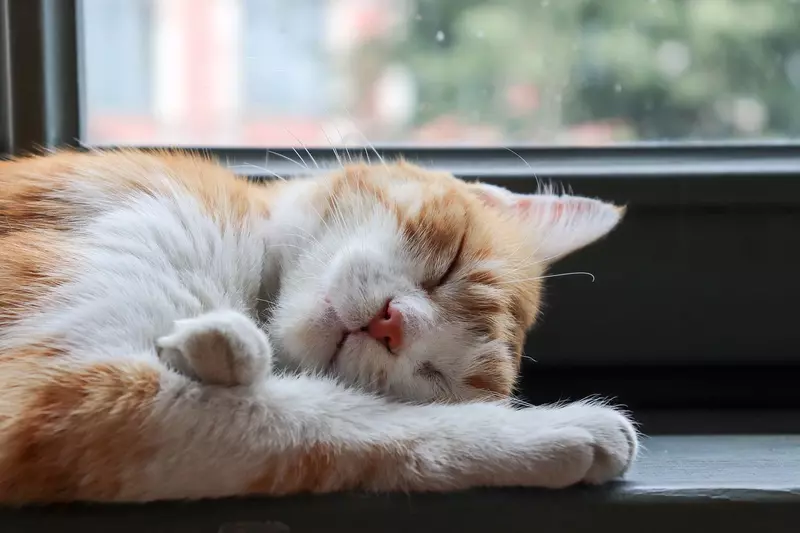 Cara Mengatasi Kucing Lemas dan Tidur Terus