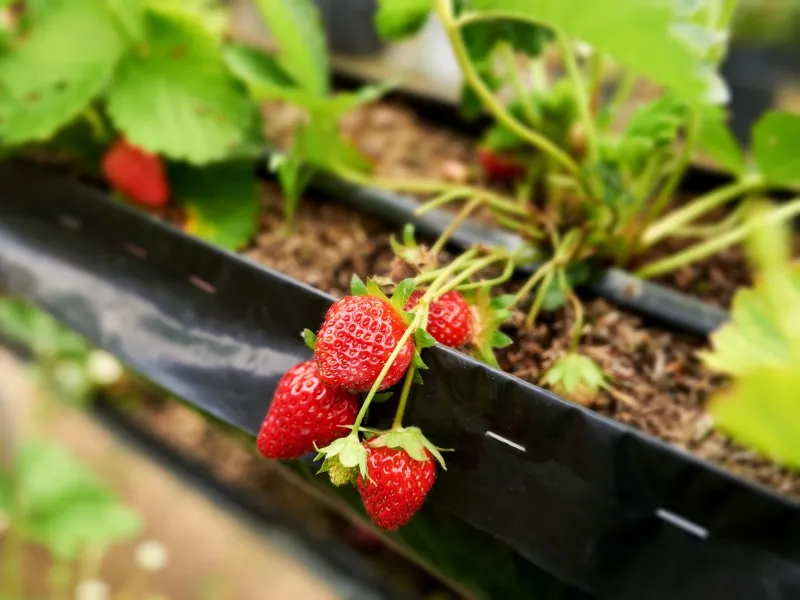 Cara Menanam Strawberry di Polybag