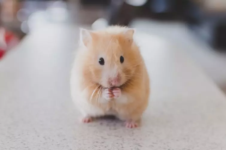 jenis hamster