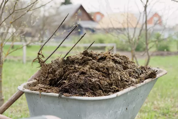 Cara Membuat Pupuk Kompos dari Kotoran Hewan