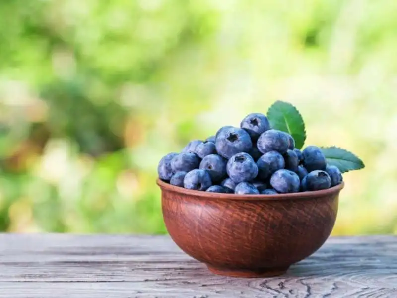 manfaat buah blueberry