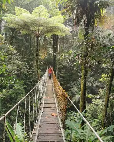 canopy trail