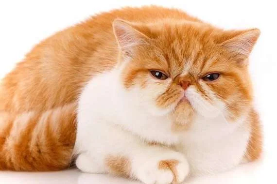 jenis kucing persia peaknose