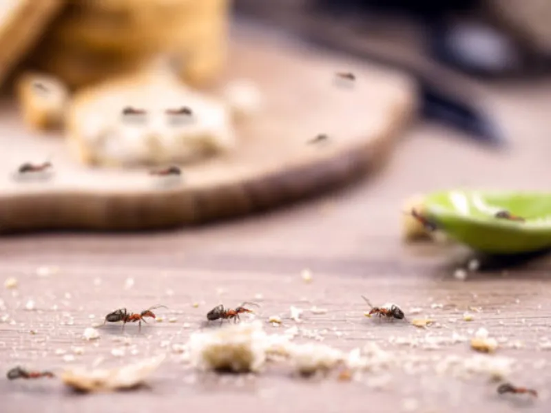 Cara Mengusir Semut di Rumah