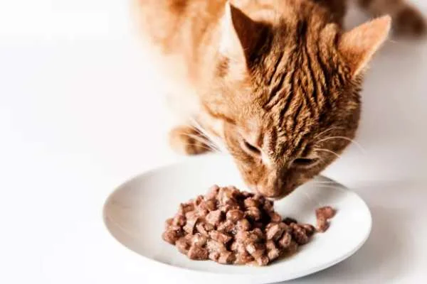 kualitas makanan kucing 