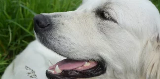 Cara Menghilangkan Bau Mulut Anjing