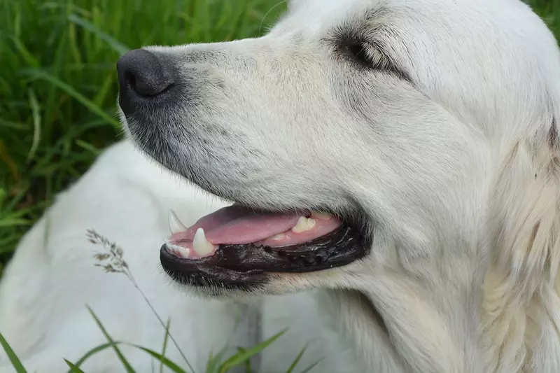 Cara Menghilangkan Bau Mulut Anjing