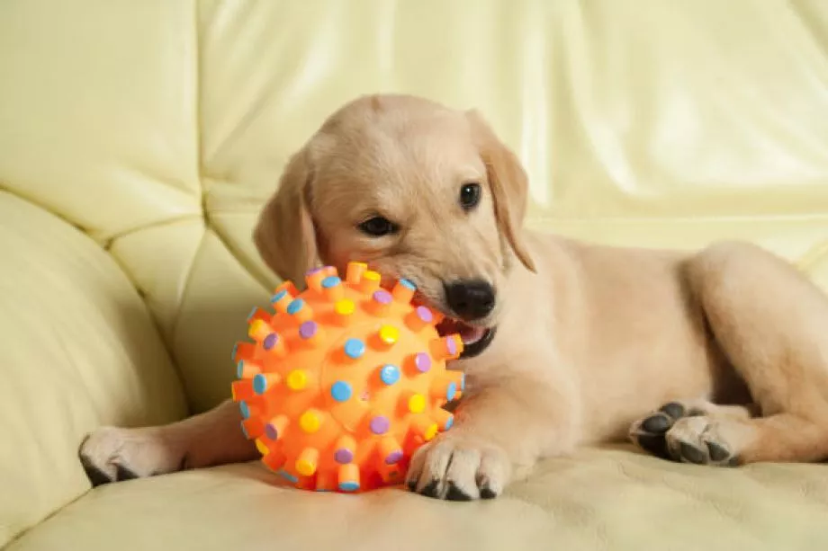 Chew Toys Cara Menghilangkan Bau Mulut Anjing