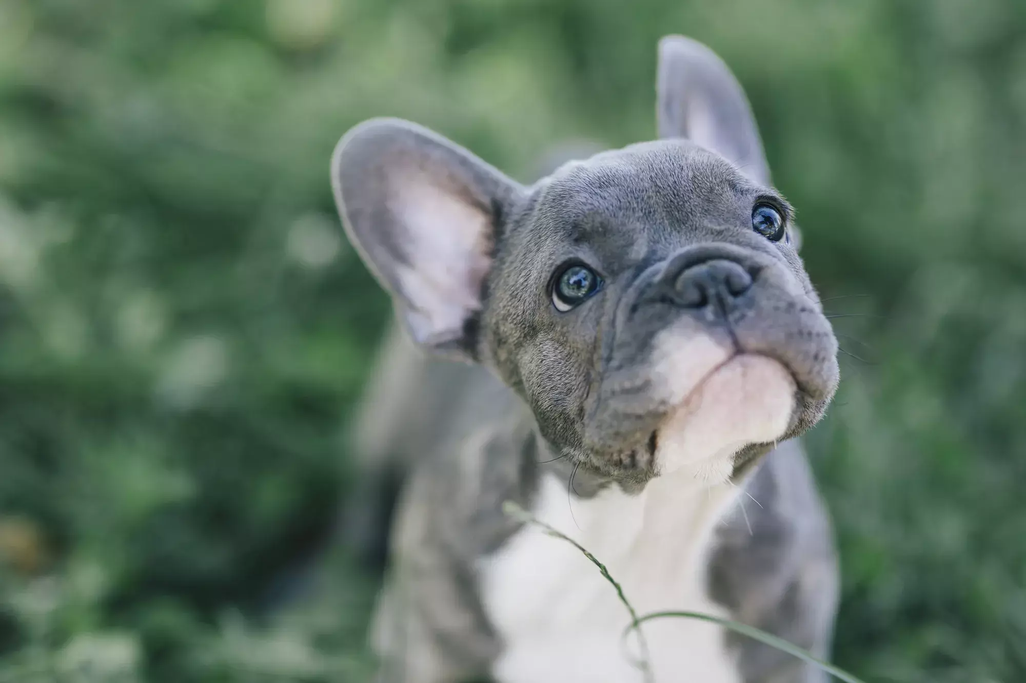 French Bulldog Menghilangkan bau mulut anjing