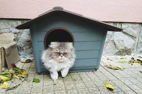 Rumah Kucing