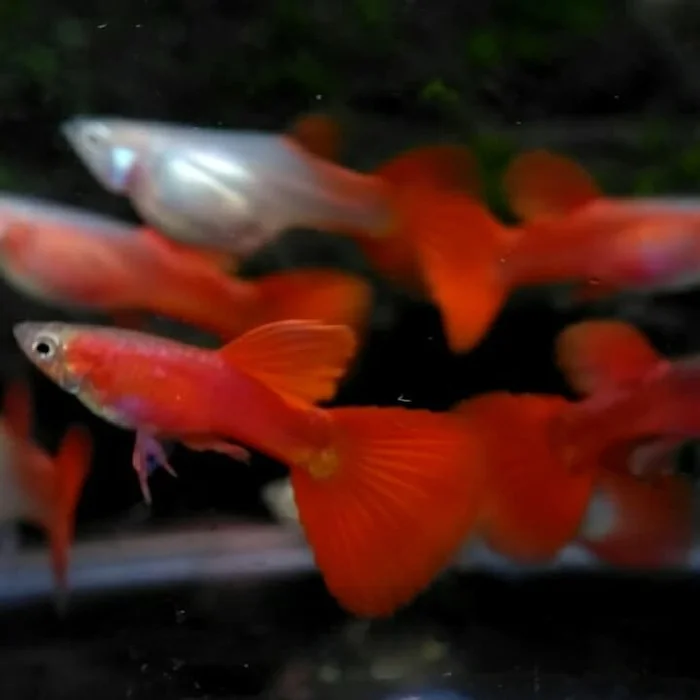 jenis ikan Guppy Red Moscow