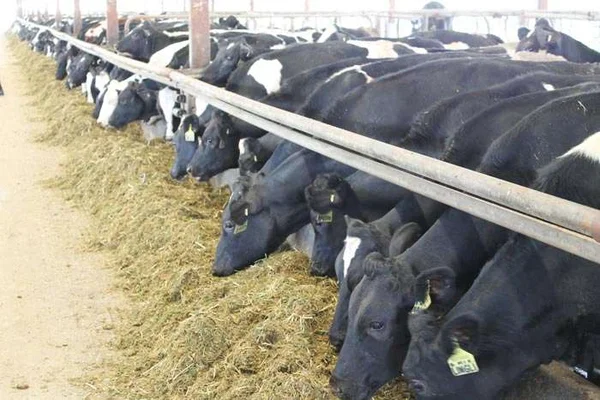 peternakan sapi ultrajaya