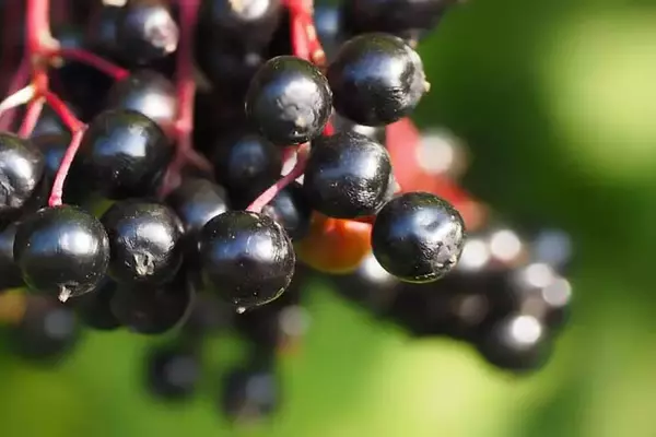 buah elderberry