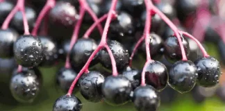 buah elderberry