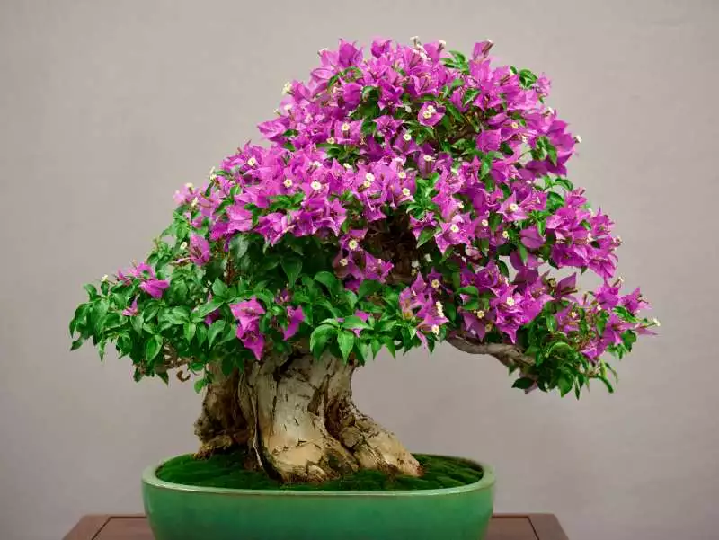 jenis bonsai