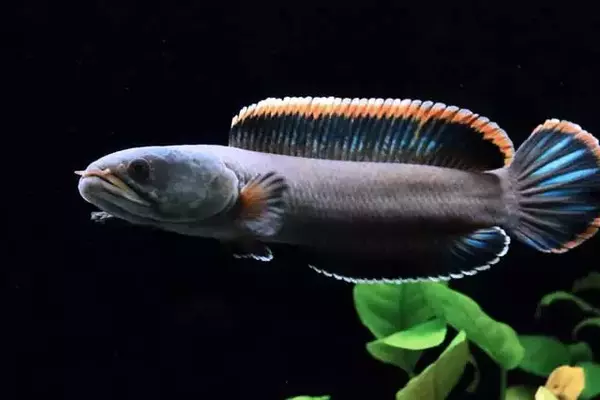 Channa Limbata - jenis ikan channa