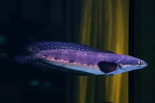 Channa Melanoptera - jenis ikan channa 
