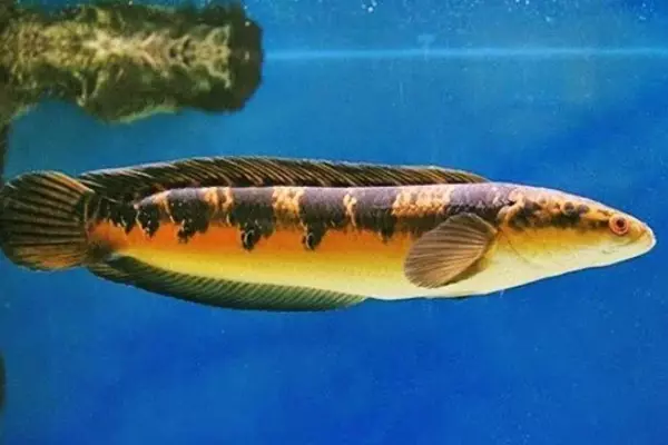 Channa Micropeltes - jenis ikan channa