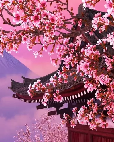 cherry blossom - wallpaper wa keren