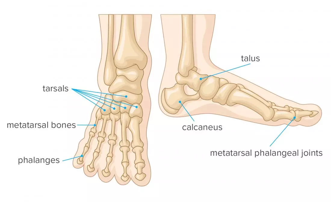 fungsi tulang telapak kaki