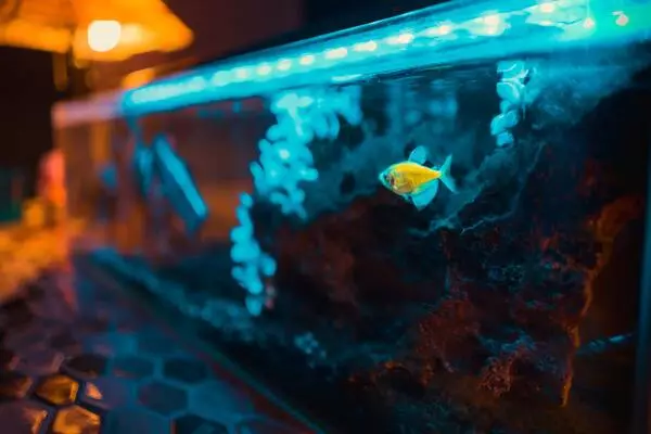 Cara membersihkan kaca aquarium