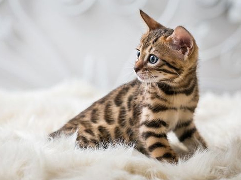 kucing bengal