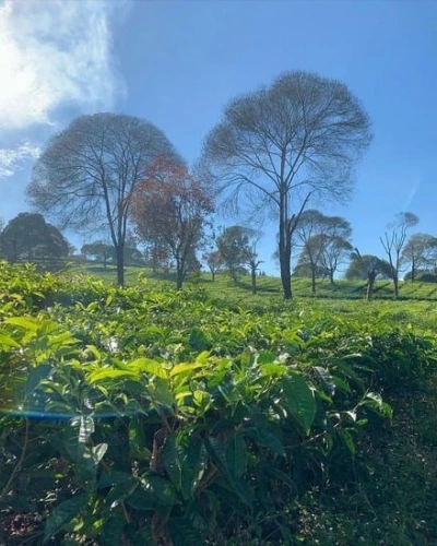 tempat wisata di bandung Kebun Teh Sukawana