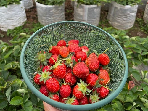 wisata puncak bogor kebun stroberi